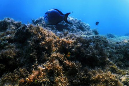 The Sohal Surgeonfish, sohal tang (Acanthurus sohal) Marine life