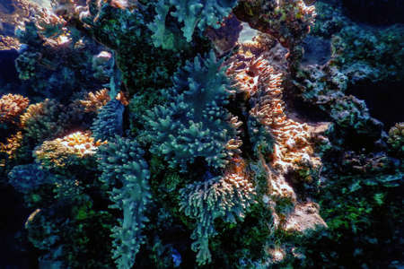 Underwater view of the coral reef, Tropical waters, Marine lifeの写真素材