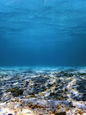 Sandy sea bottom Marine life, Underwater backgroundの写真素材