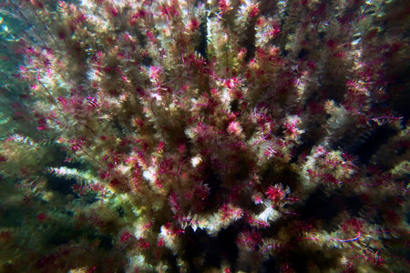 Underwater Freshwater Flora, Underwater Landscape, Underwater Flora
