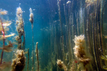 Underwater Freshwater Flora, Underwater Landscape, Underwater Floraの写真素材