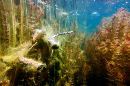 Underwater Freshwater Flora, Underwater Landscape, Underwater Floraの写真素材