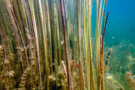 Underwater Freshwater Flora, Underwater Landscape, Underwater Floraの写真素材