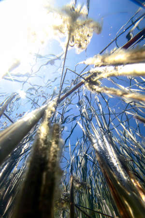 Underwater Freshwater Flora, Underwater Landscape, Underwater Floraの写真素材