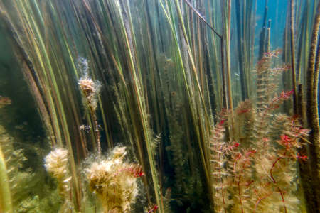 Underwater Freshwater Flora, Underwater Landscape, Underwater Floraの写真素材