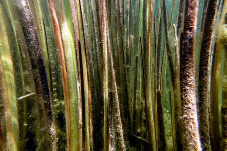 Underwater Freshwater Flora, Underwater Landscape, Underwater Floraの写真素材