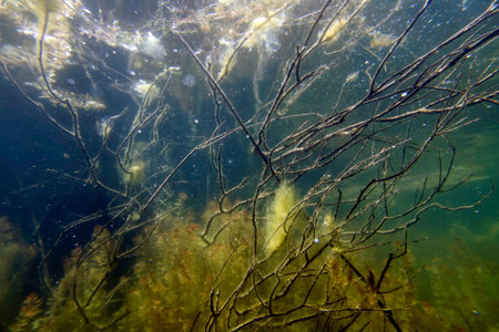 Underwater Freshwater Flora, Underwater Landscape, Underwater Floraの写真素材