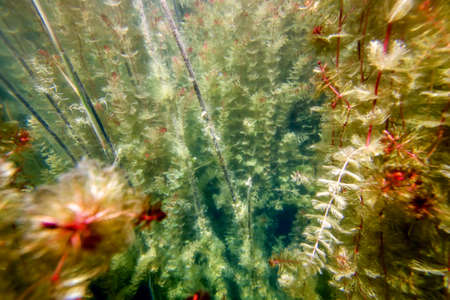 Underwater Freshwater Flora, Underwater Landscape, Underwater Floraの写真素材