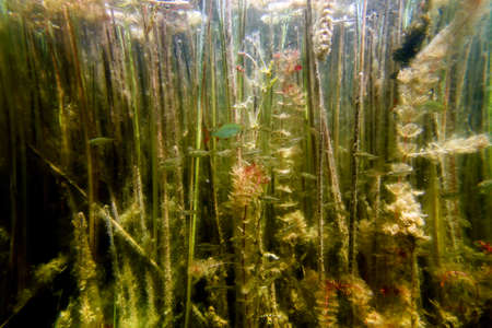Underwater Freshwater Flora, Underwater Landscape, Underwater Floraの写真素材