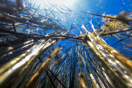 Underwater Freshwater Flora, Underwater Landscape, Underwater Floraの写真素材