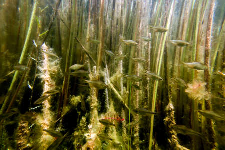 Underwater Freshwater Flora, Underwater Landscape, Underwater Floraの写真素材