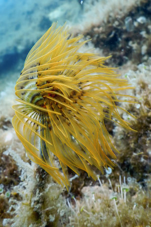 Tubeworm underwater (Sabella spallanzanii)Â Underwater Sea Lifeの写真素材