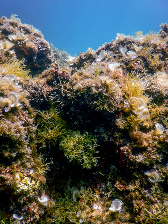 Sea Life Underwater Rocks Sunlight, Underwater Life, wildlife