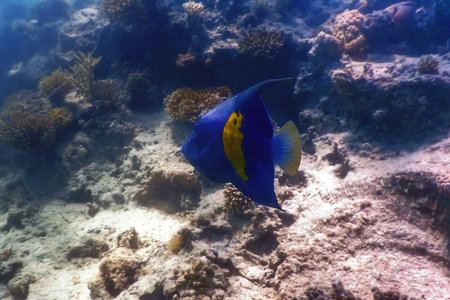 Yellowbar Angelfish, Arabian Angelfish (Pomacanthus maculosus) Tropical waters, Marine lifeの写真素材
