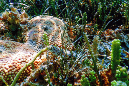 Variegated lizardfish (Synodus variegatus) Underwater, Marine life
