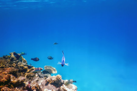 Underwater landscape reef with algae, Blue underwater backgroundの写真素材