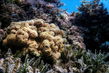 Polyps of the coral, Underwater landscape reef, Blue underwater background