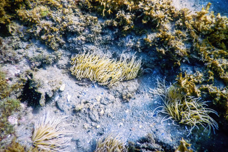 Underwater Landscape with Anemone (anemonia sulcata) Tropical Sea Underwaterの写真素材