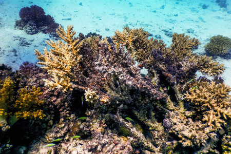 Underwater view of the coral reef, Tropical waters, Marine lifeの写真素材