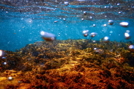 Forest of Seaweed, Seaweed Underwater, Underwater Sceneの写真素材