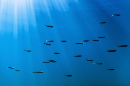 Freshwater fish swimming in the clear water, Underwater Wildlife, rivers and lakes