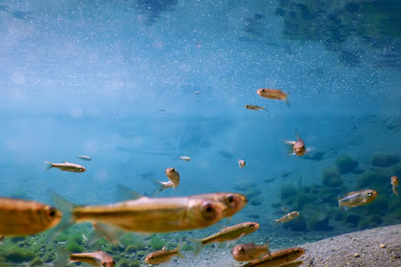 Fishes in natural habitat, Freshwater fishes underwater
