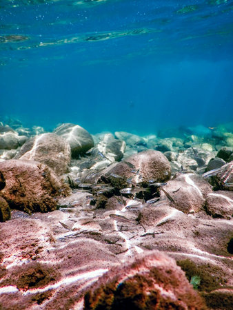 Fishes in natural habitat, Freshwater fishes underwater