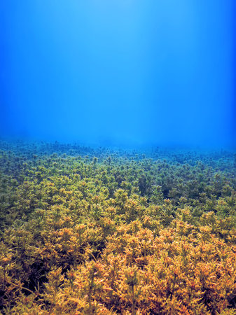 Freshwater Flora, Underwater Freshwater Landscape, Underwater Flora