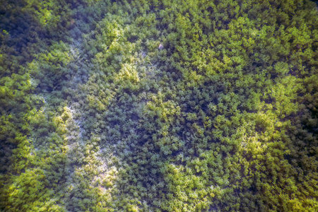 Freshwater Flora, Underwater Freshwater Landscape, Underwater Flora