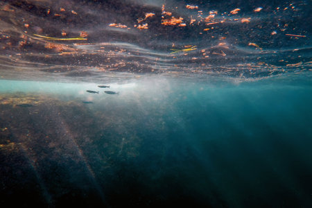Dark water, rays of the sun through the water, the underwater world, dark sea backgroundの写真素材