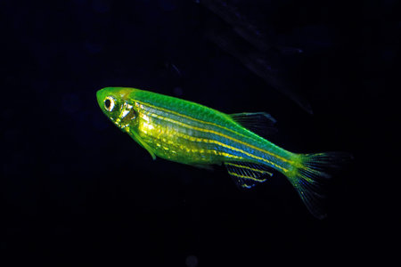 Fluorescent Freshwater Fish,Â Electric Green zebra danio fish,Â Glo Fish