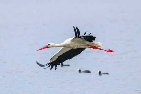 Stork flying over water surface Wildlife Sceneの写真素材