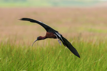Glossy ibis flying over marshy grassland (Plegadis falcinellus)の写真素材