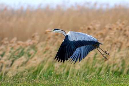 Grey Heron flying over marshy grassland habitatの写真素材