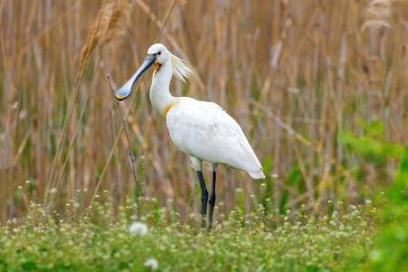 Eurasian Spoonbill in marshy grassland habitat (Platalea leucorodia)の写真素材