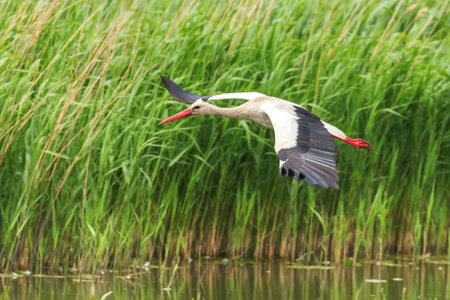 Stork flying over water surface Wildlife Sceneの写真素材