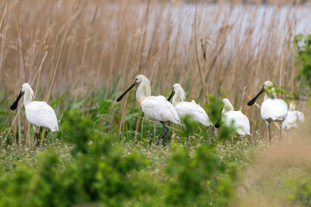 Eurasian Spoonbill in marshy grassland habitat (Platalea leucorodia)の写真素材