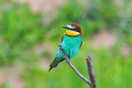 European Bee-eater perched on a branch (Merops apiaster)の写真素材