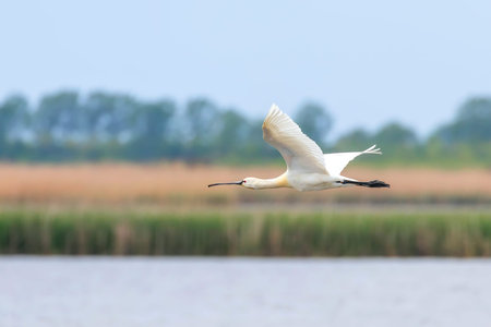 Eurasian Spoonbill in flight over wetland (Platalea leucorodia)の写真素材