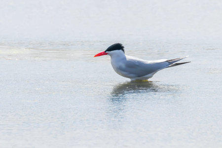 Caspian Tern resting on water surface (Hydroprogne caspia)
