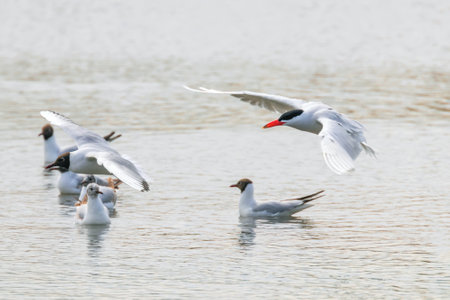 Caspian Tern landing in water (Hydroprogne caspia)の写真素材