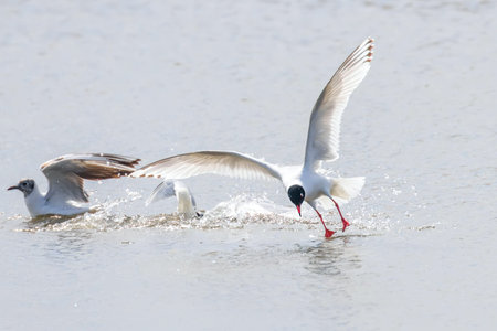 Mediterranean gull flying over the water (Hydroprogne caspia)