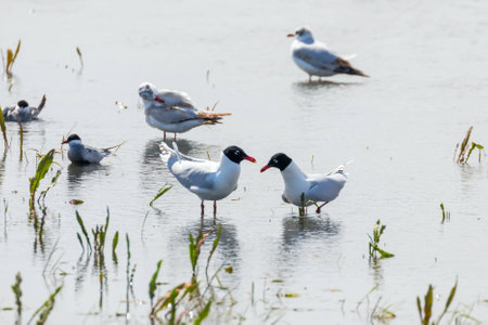 Pair of Mediterranean gulls floating on the water (Larus melanocephalus)の写真素材