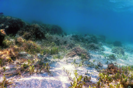Underwater landscape reef with algae, Blue underwater backgroundの写真素材
