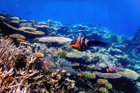 Underwater view of the coral reef, Tropical waters, Marine lifeの写真素材