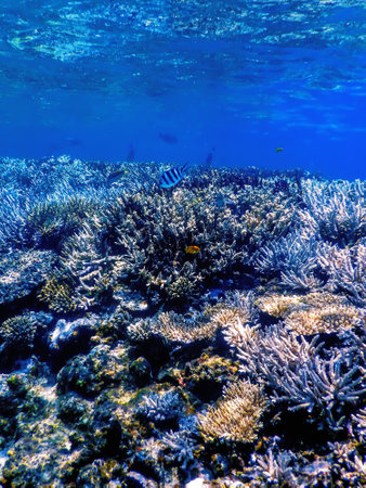 Underwater view of the coral reef, Tropical waters, Marine lifeの写真素材