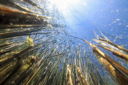 Underwater Freshwater Flora, Underwater Landscape, Underwater Floraの写真素材