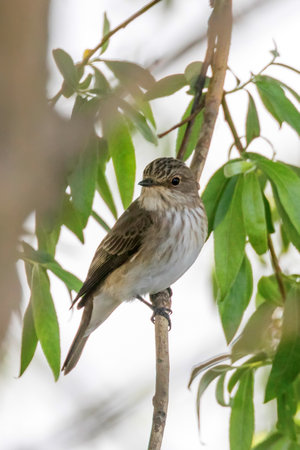 Spotted Flycatcher in a natural habitat. (Muscicapa striata)の写真素材
