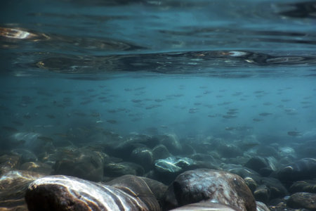 Fishes in natural habitat, Mountain River Underwater, Clear Water