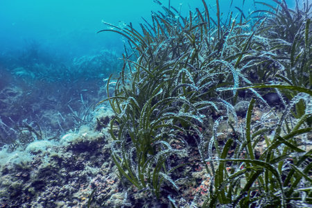 Sea Life Underwater Rocks Sunlight, Underwater Life, wildlifeの写真素材